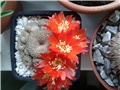 Rebutia Heliosa